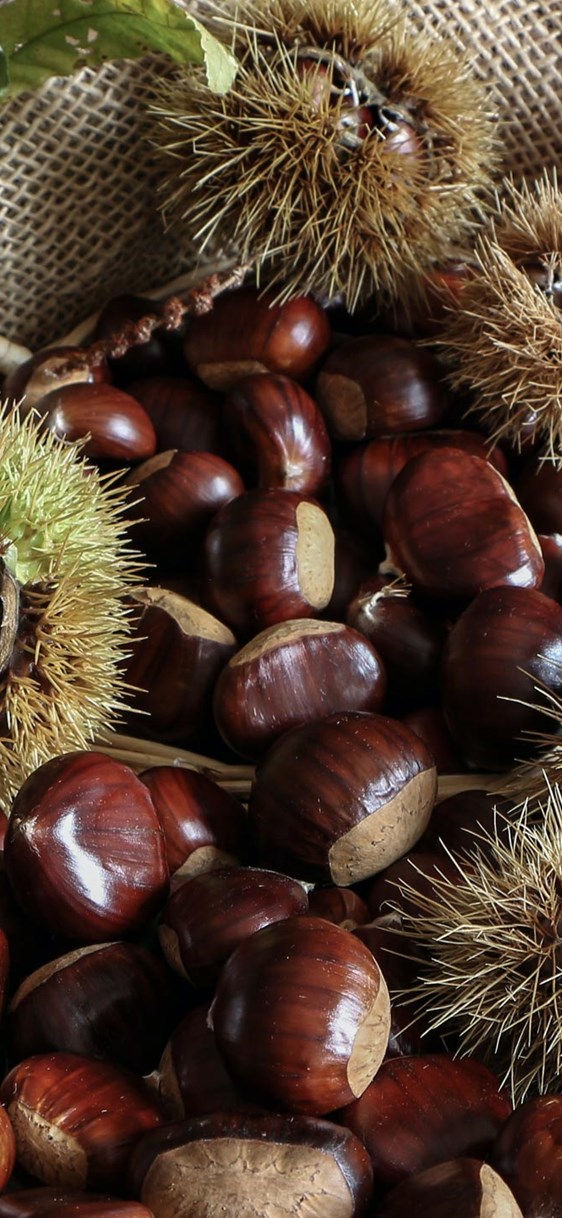 Roberto Patti Guzhqrk Tdu Unsplash